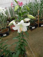 [5266 Casa Blanca TYS No02.JPG]